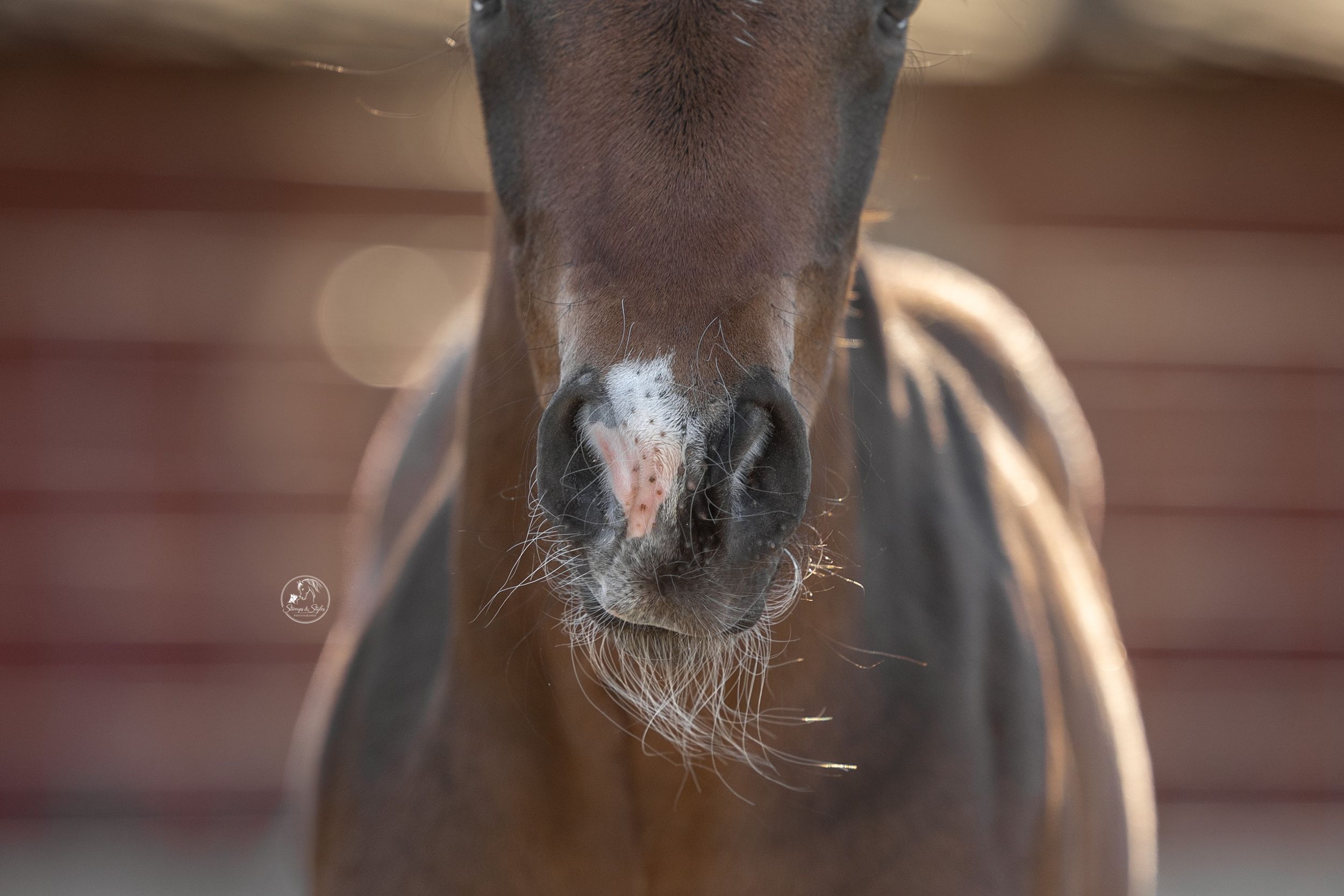 Close-up of a bay horse's muzzle with white markings and whiskers against a blurred stable background.