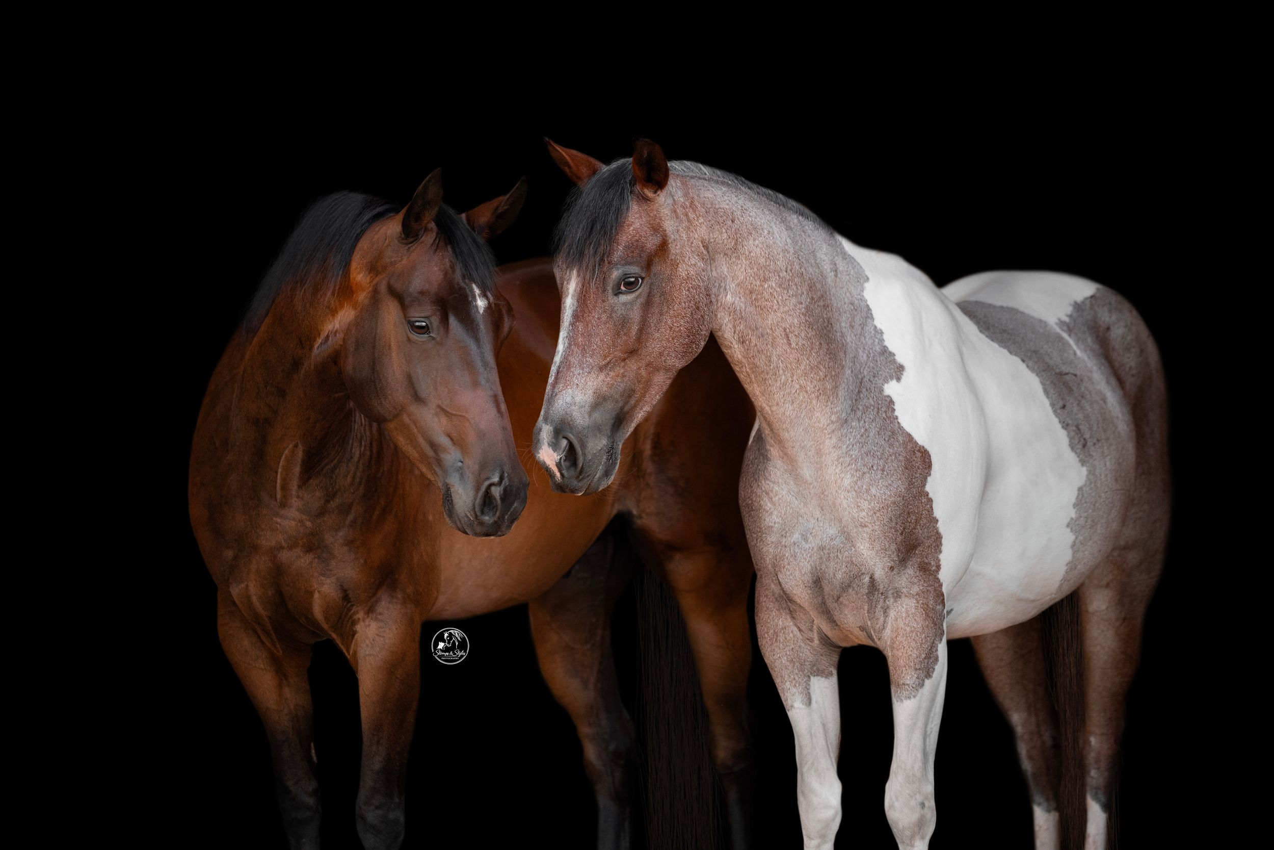 Two horses, a bay and an Appaloosa, stand close together against a black background.