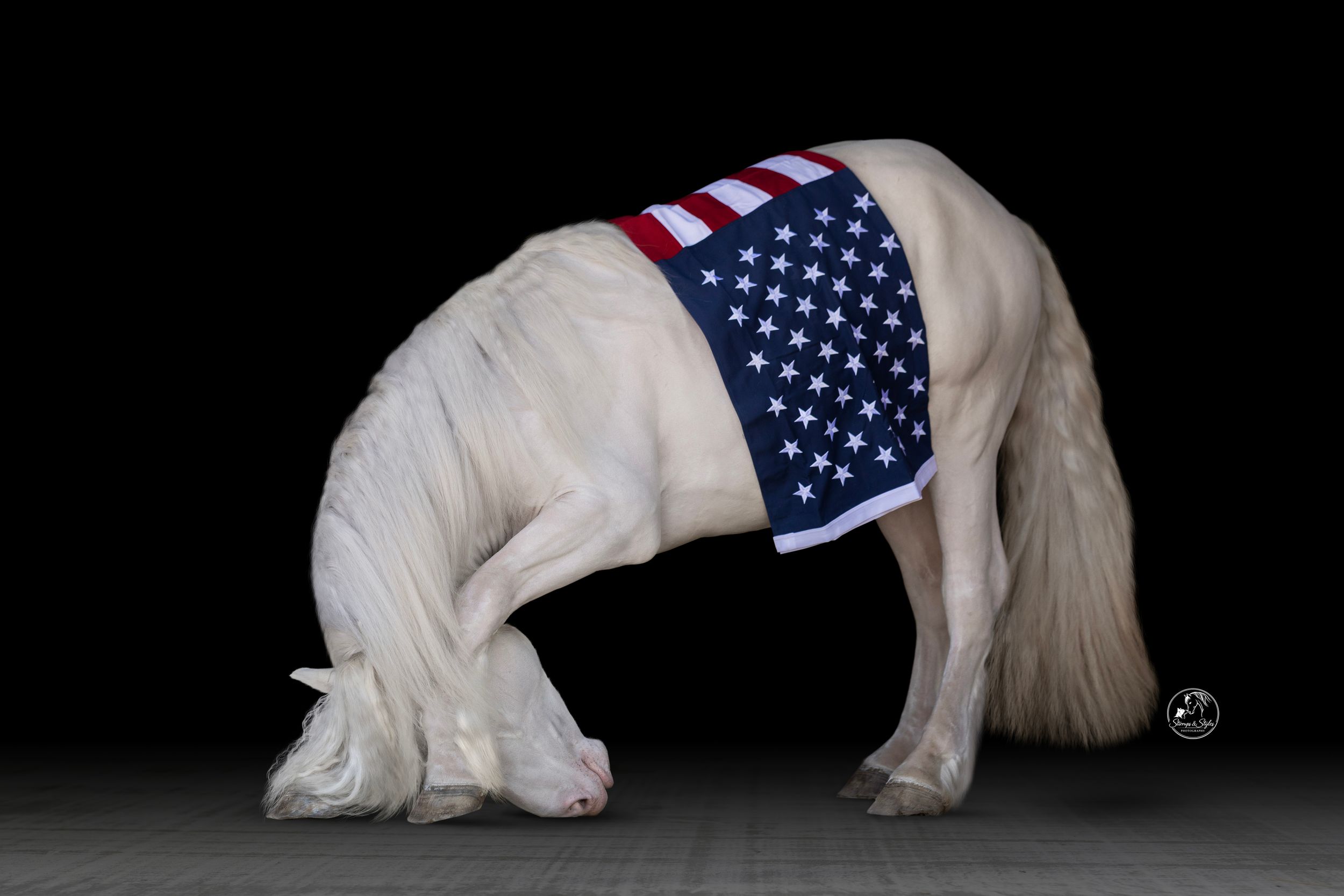 White horse bowing with an American flag blanket draped over its back against a black background.