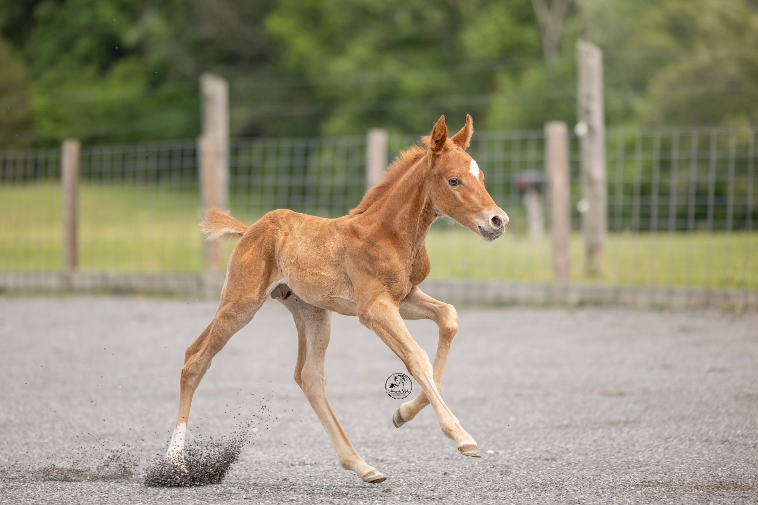 A young chestnut foal trots energetically in a gravel paddock with green trees and fencing in the background.