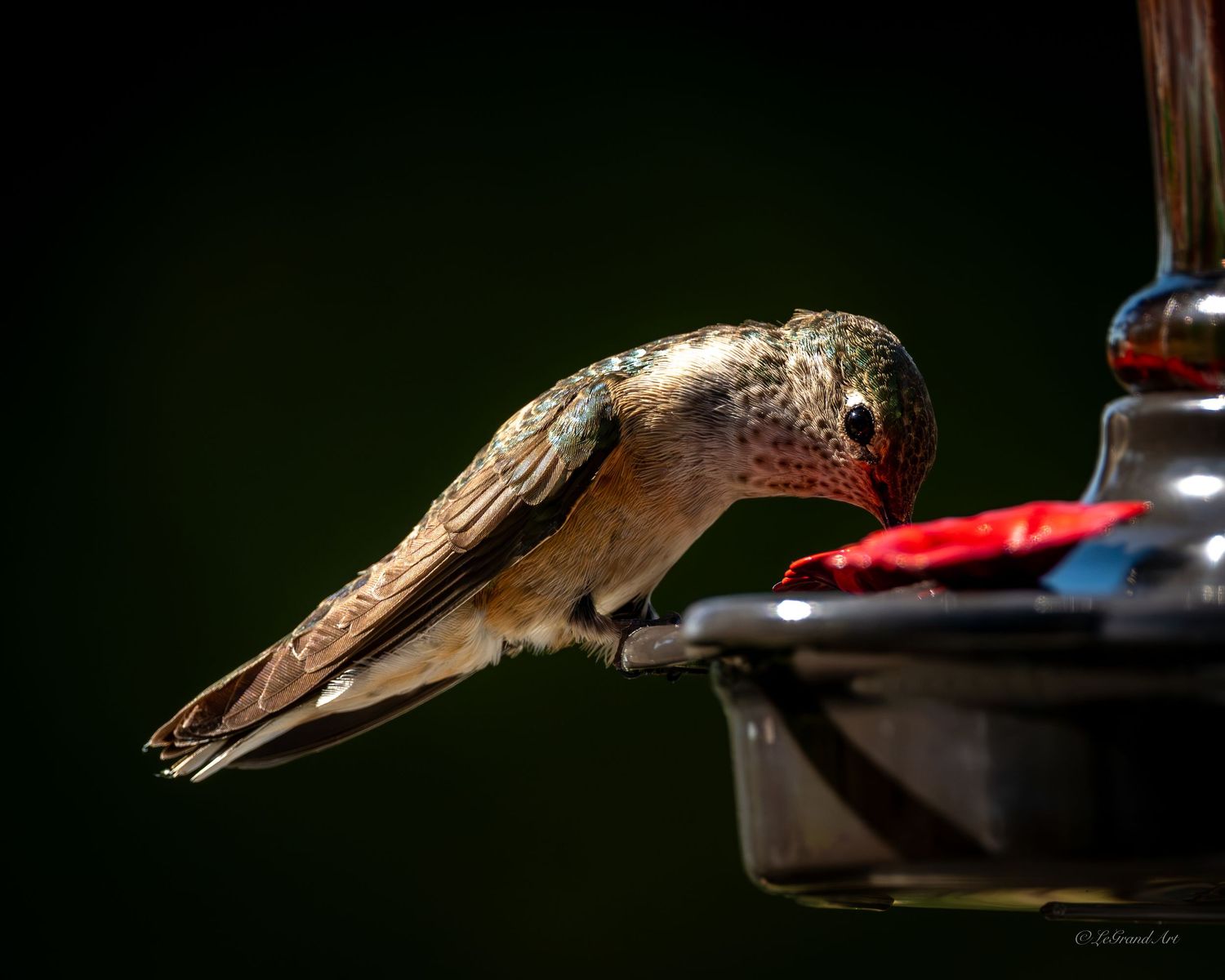 A hummingbird leans forward to drink from a red glass feeder against a dark green background.
