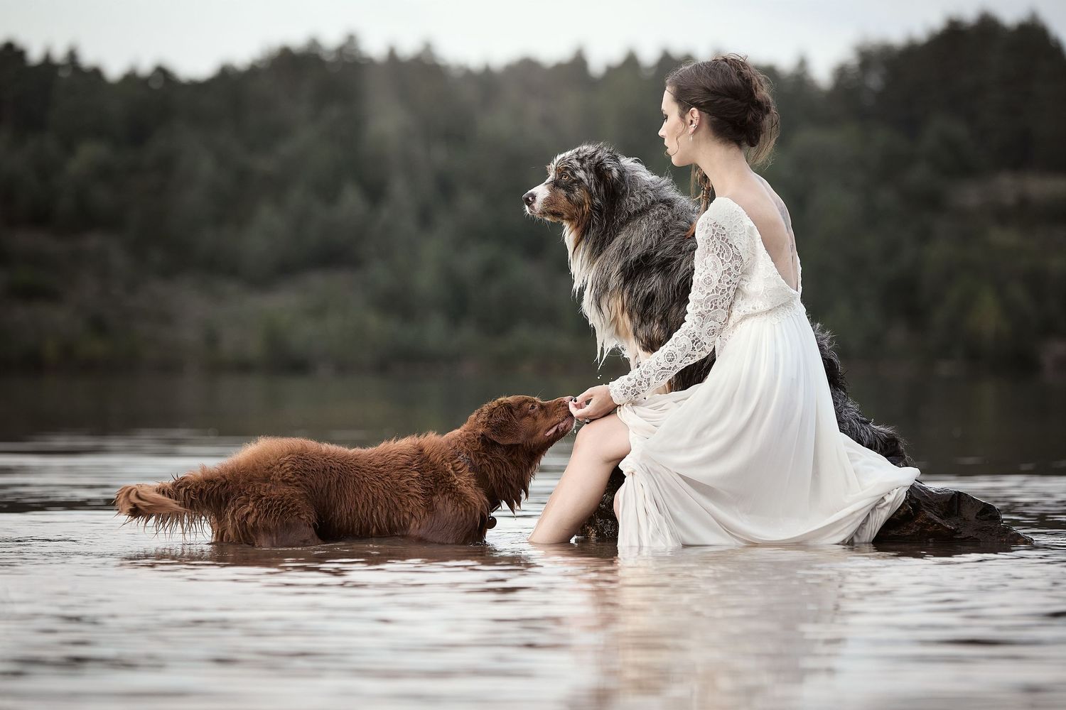Woman in white lace dress sits on rock in lake with Australian Shepherd and brown Nova Scotia Duck Tolling Retriever.