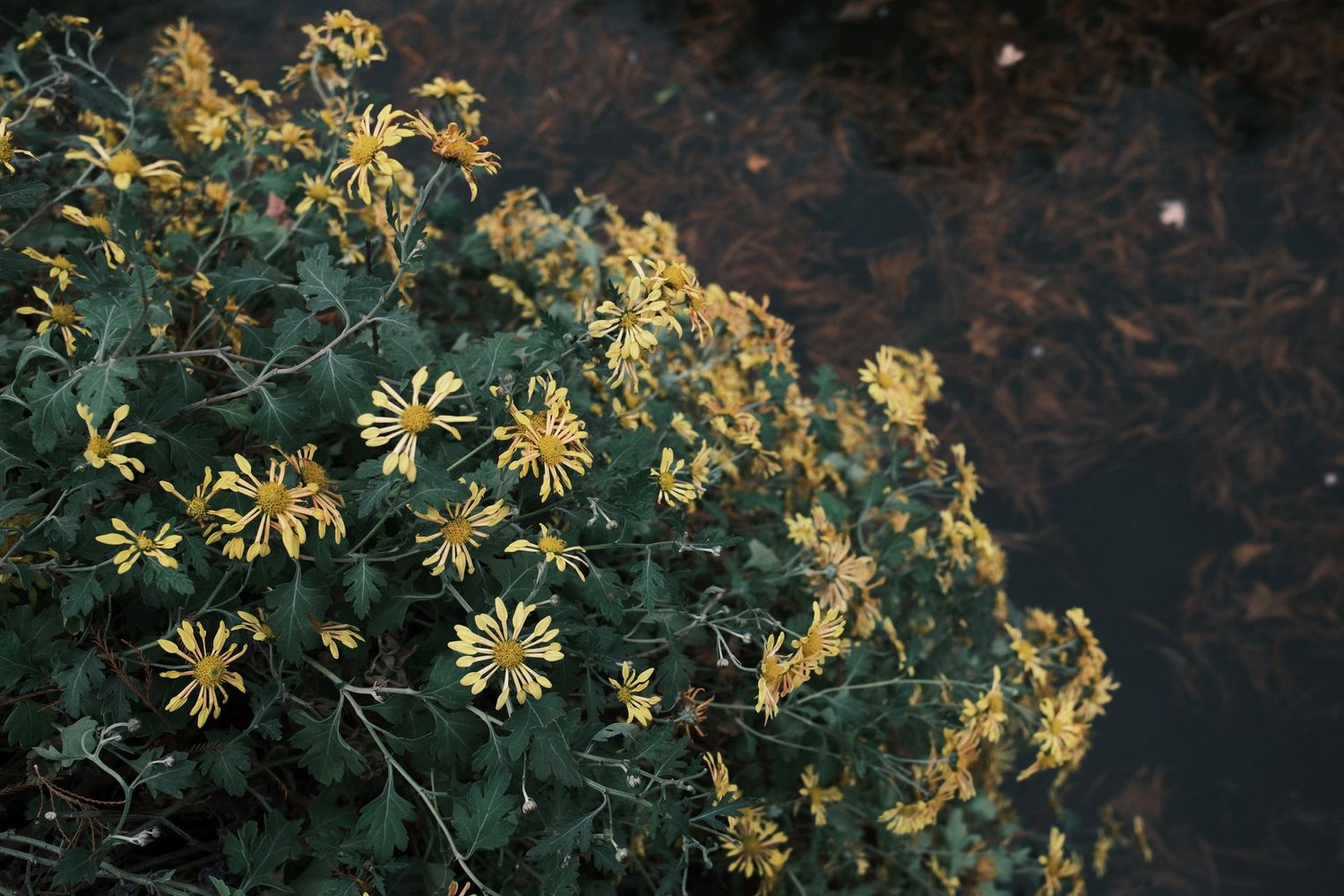 Yellow daisy-like wildflowers bloom on dark green shrub beside a reflective water surface.