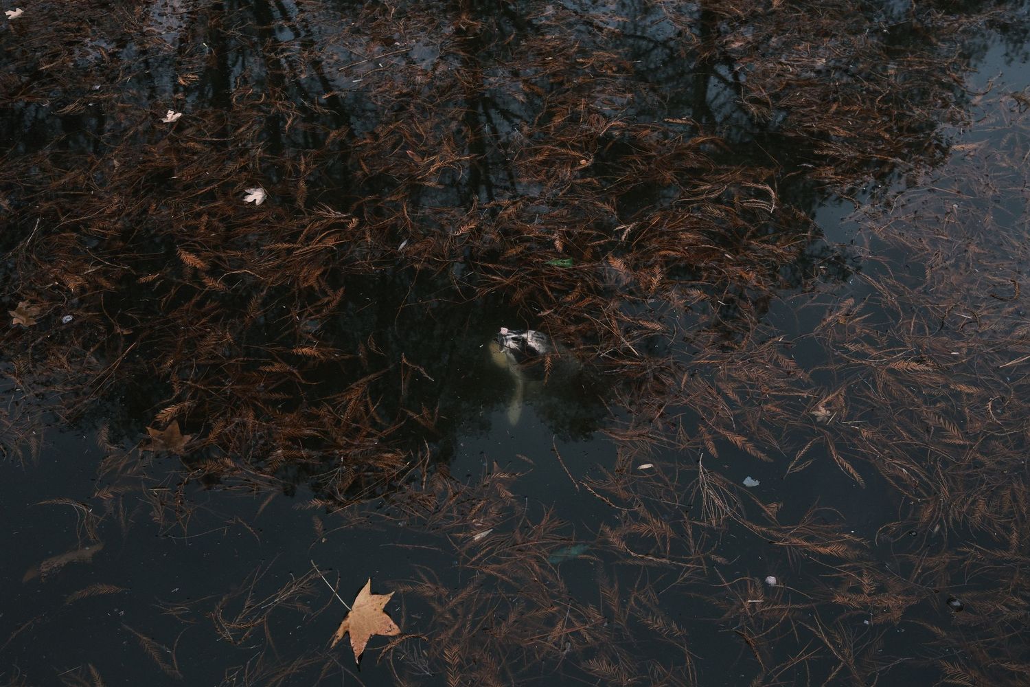 Autumn leaves floating on dark water with tree reflections and a small white duck in a moody pond scene.