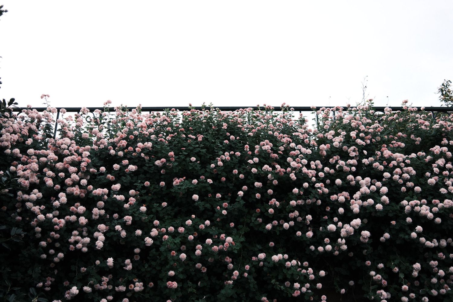 A lush wall of blooming pale pink roses cascading densely against a white sky backdrop.
