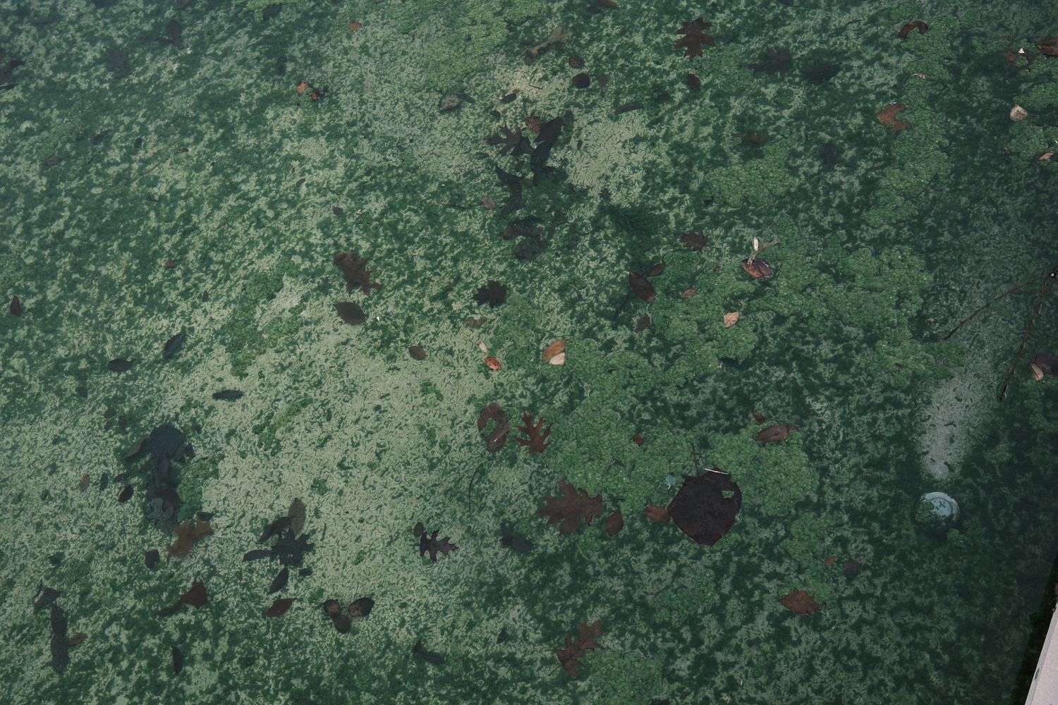 Aerial view of dense green tropical rainforest canopy with dark patches and scattered red spots visible from above.