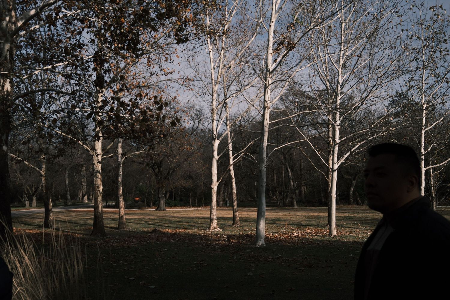 A man stands in silhouette beside bare winter trees in a sunlit park with fallen leaves on the ground.