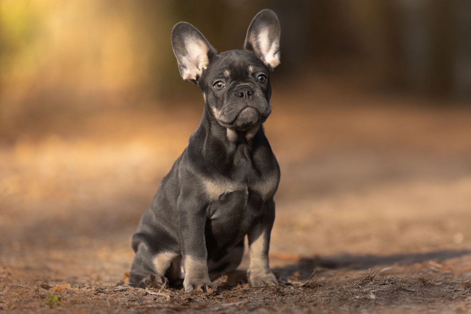 Puppy's zijn ook welkom
oei ik groei pakket 
kleintjes worden snel groot
hondenfotografie