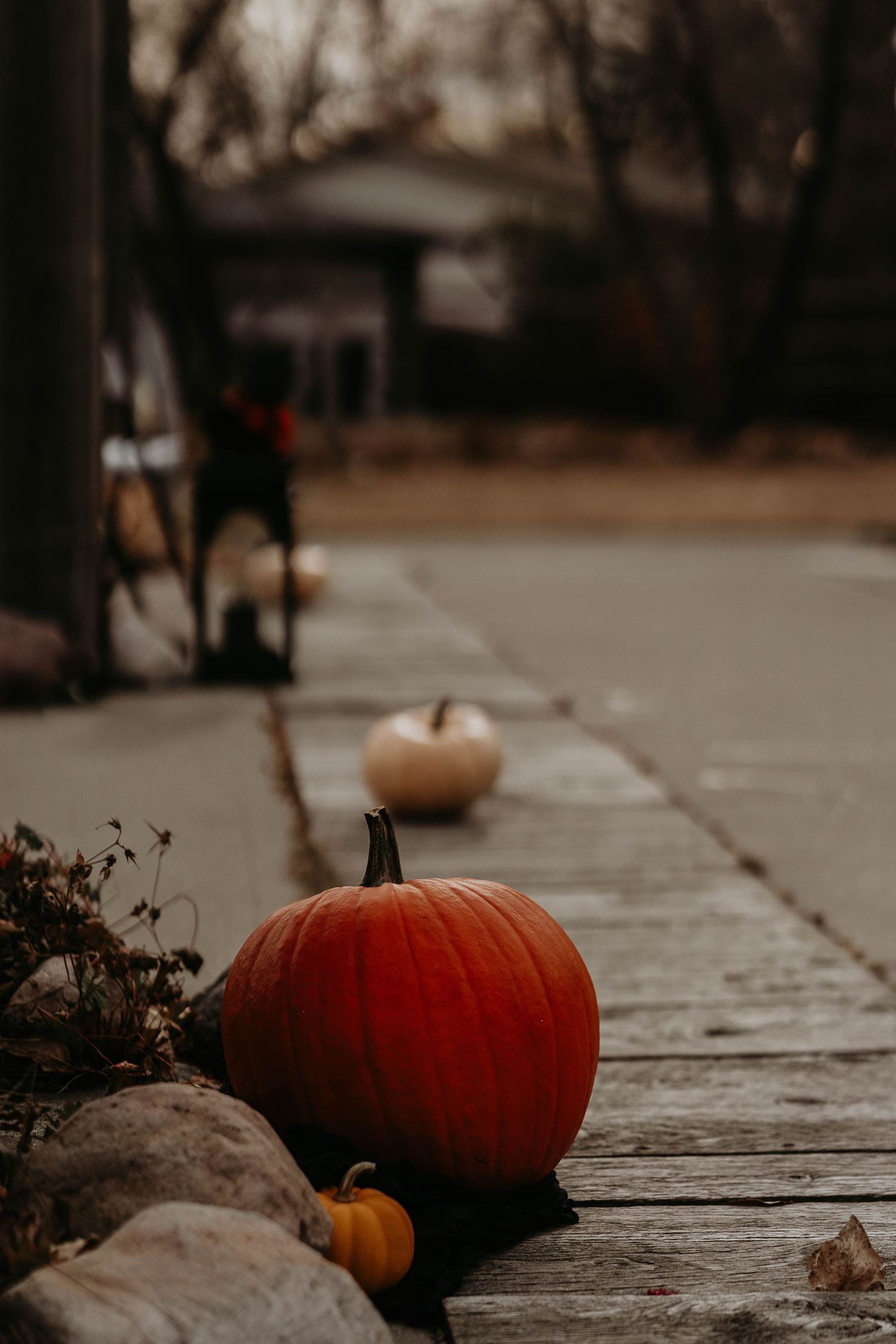 Orange pumpkins arranged on a weathered wooden walkway in autumn, with blurred trees and house in the background.