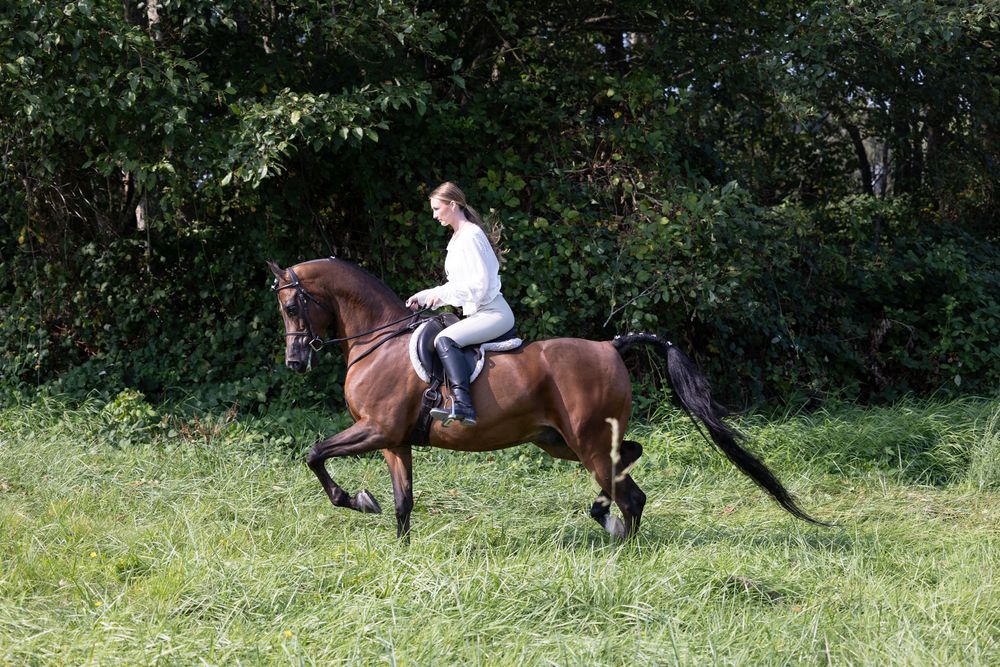 A woman in a white shirt rides a bay horse at a canter across a lush green field with trees in the background.