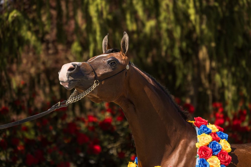 A decorated Arabian horse with colorful floral garland poses against vibrant red roses and green foliage backdrop.