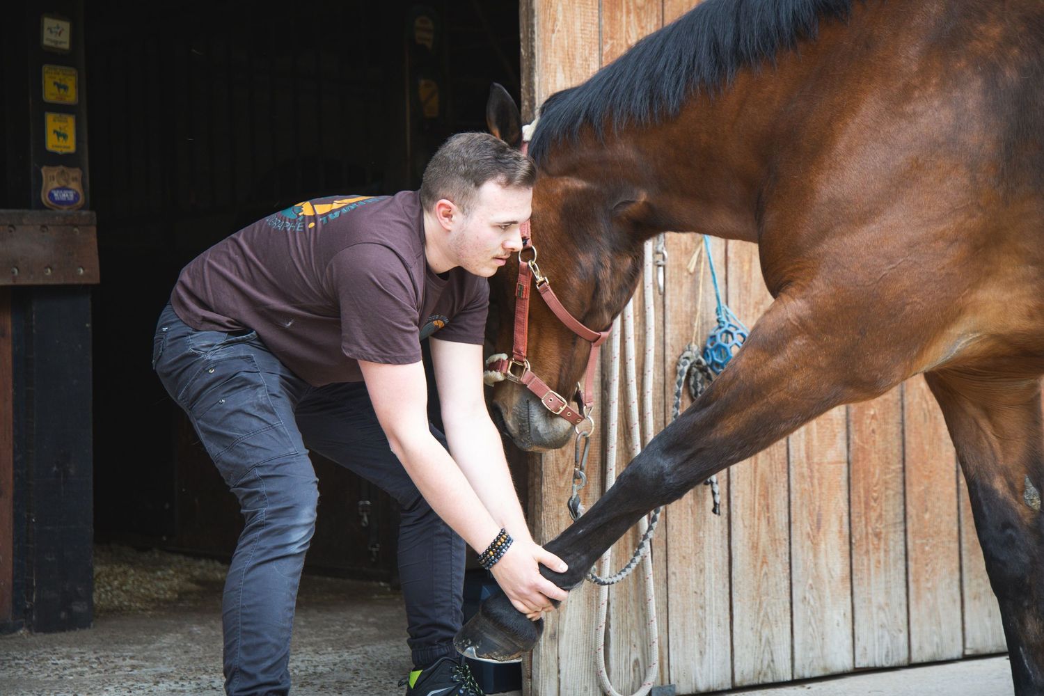 Stretching / Cheval / détente musculaire / bien-être animal