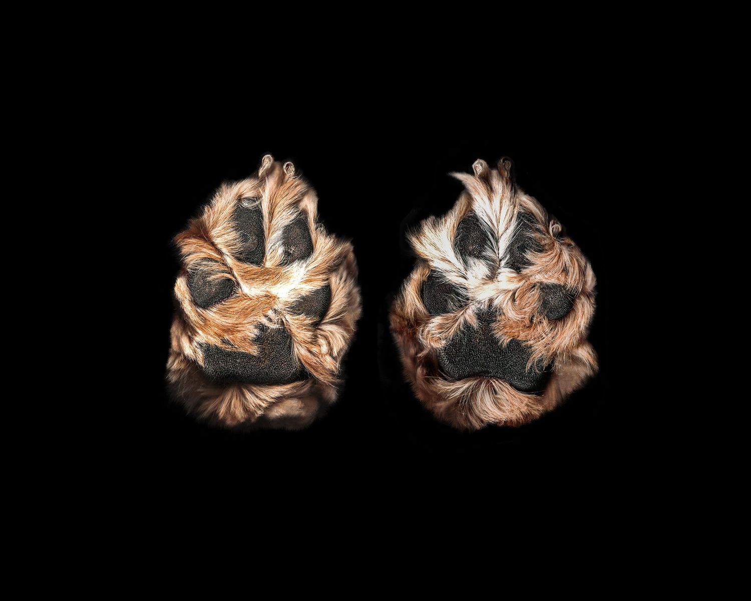 a detailed photo of the underneath of a dogs front paws, showing the pads, nails, hair in great detail against a solid black backdrop