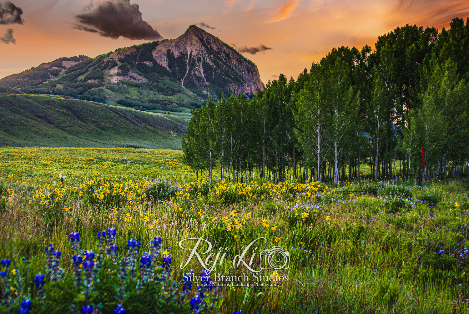 Rejis Landscapes Gallery