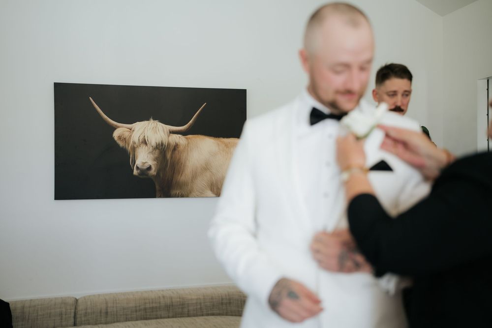 Groom in white tuxedo jacket being dressed before wedding ceremony with Highland cow artwork on wall.