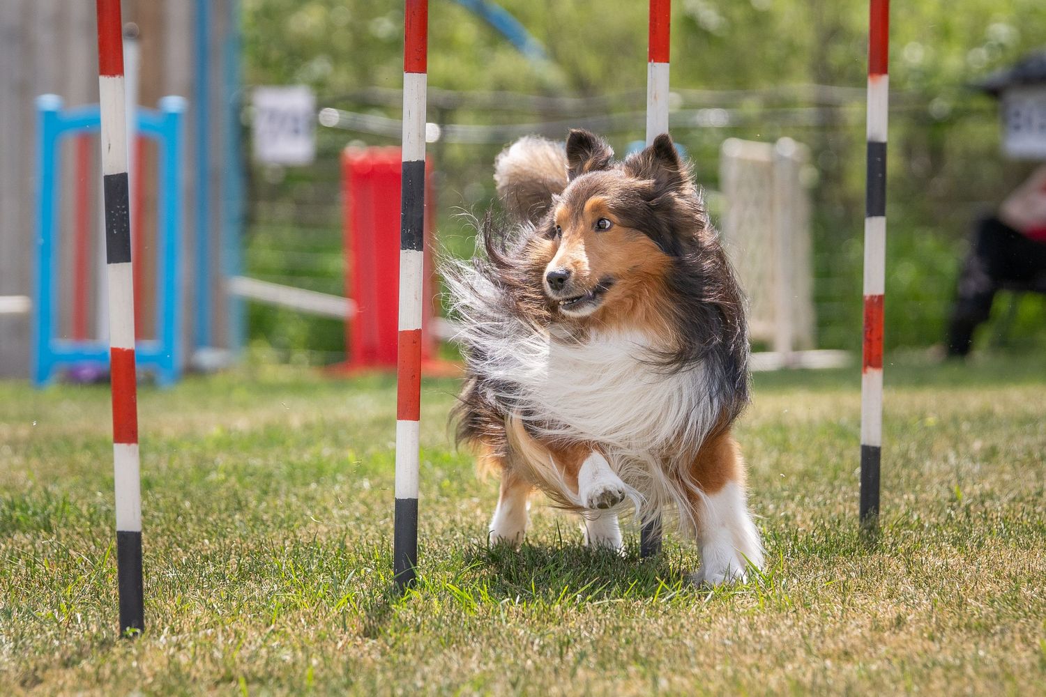 A fluffy white dog leaps through the air with a tennis ball in its mouth during a flyball competition.