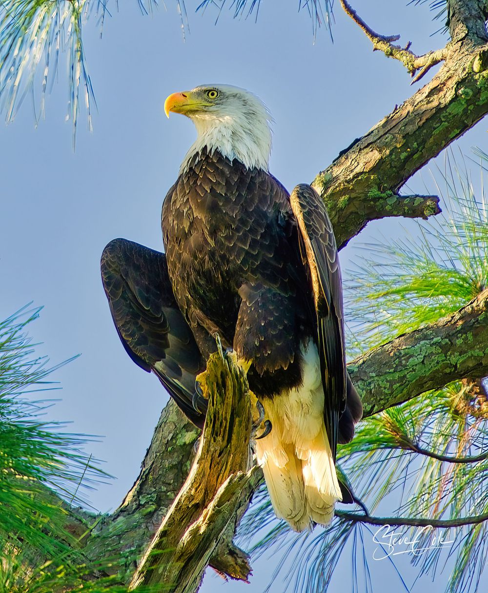 Majestic American bald eagle perched on a pine tree branch looking off against a blue sky, photo by Steve Cole Photography.