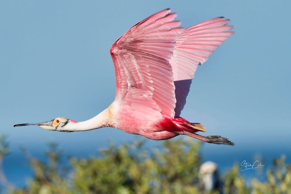 Vibrant roseate spoonbill in full flight with wings raised against a blue sky, fine art photo by Steve Cole Photography.