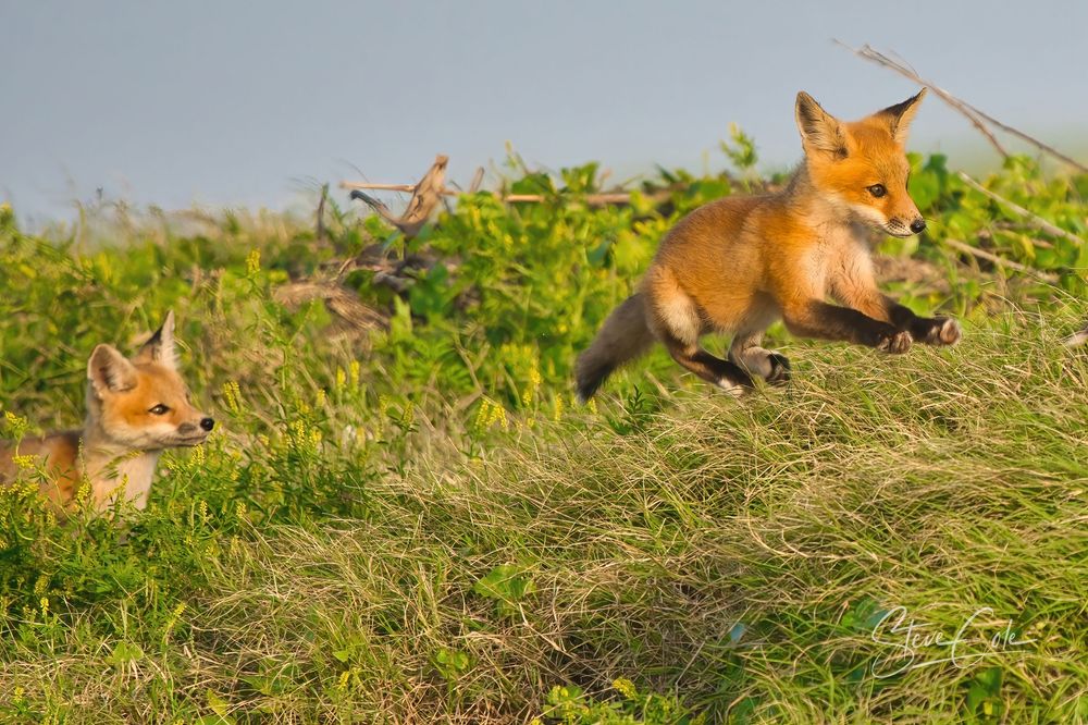 Playful red fox kit mid-air pouncing in grassy field while another kit watches nearby, photo by Steve Cole Photography.