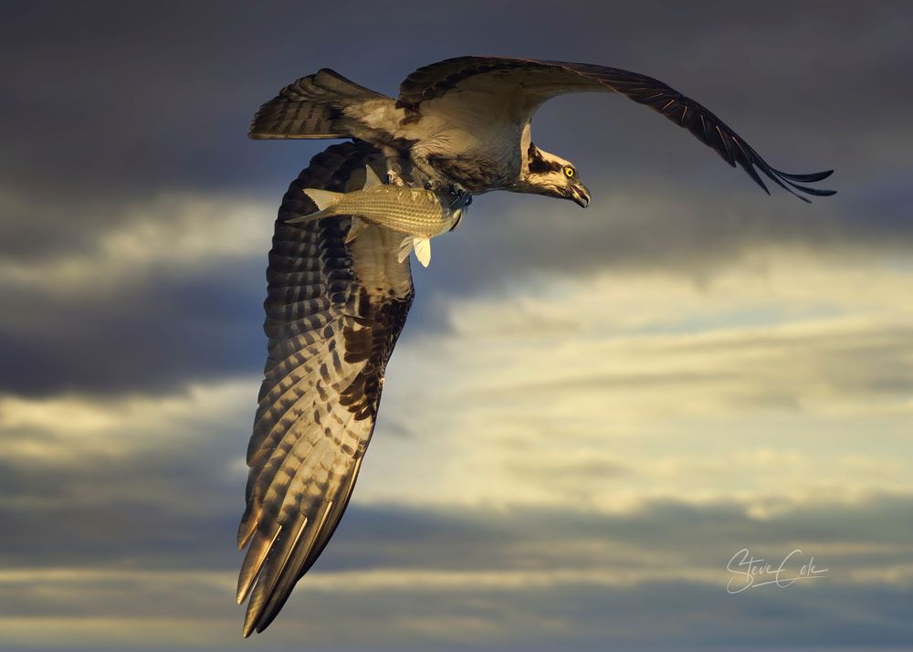 Osprey in flight carrying a freshly caught fish in its talons against a dramatic cloud sky, photo by Steve Cole Photography.