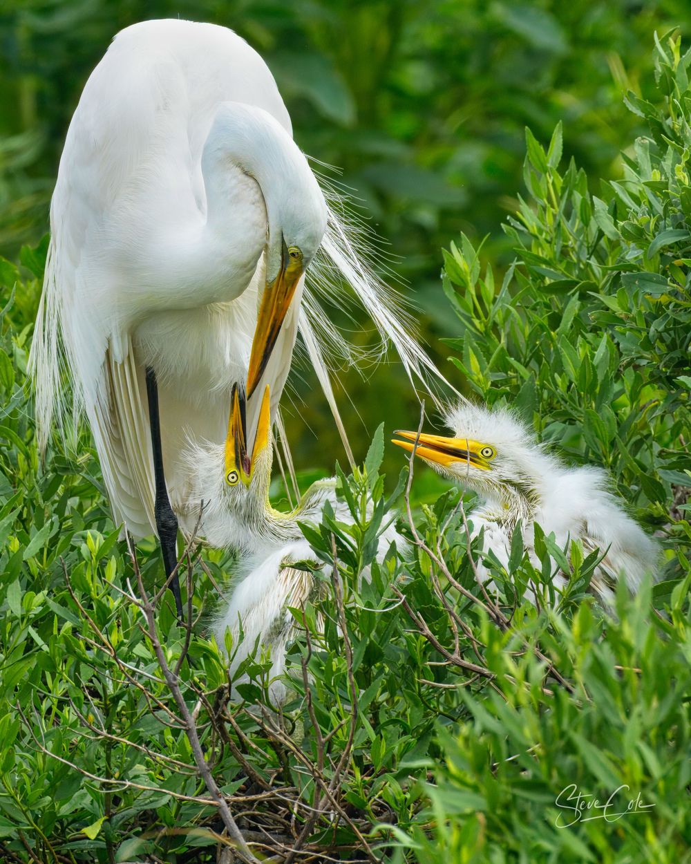 Great egret tenderly tending to its chicks nestled in a lush green bush, fine art wildlife photo by Steve Cole Photography.