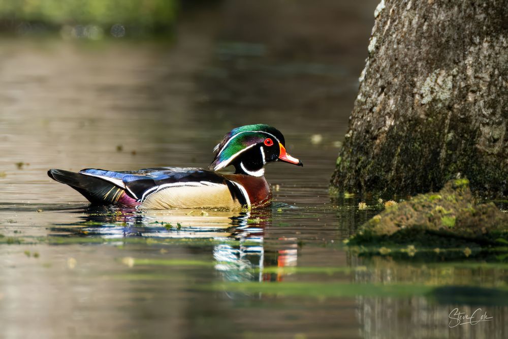 Colorful male wood duck swimming in calm water near a mossy tree base, fine art photo by Steve Cole Photography.