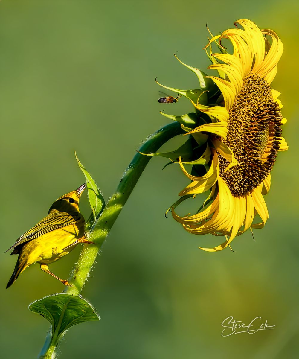 Bright yellow warbler perched on the stem of a blooming sunflower with a bee in flight, photo by Steve Cole Photography.