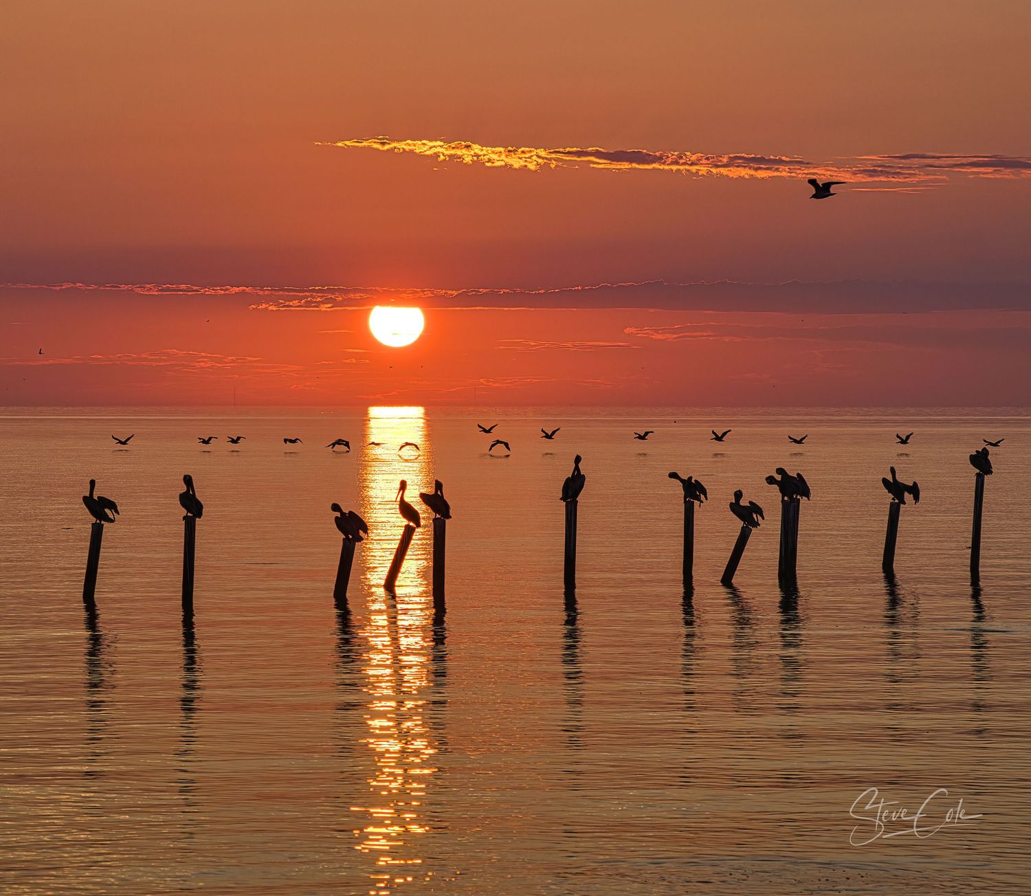 Silhouetted pelicans perched on wooden pilings during a vibrant golden coastal sunset, captured by Steve Cole Photography.