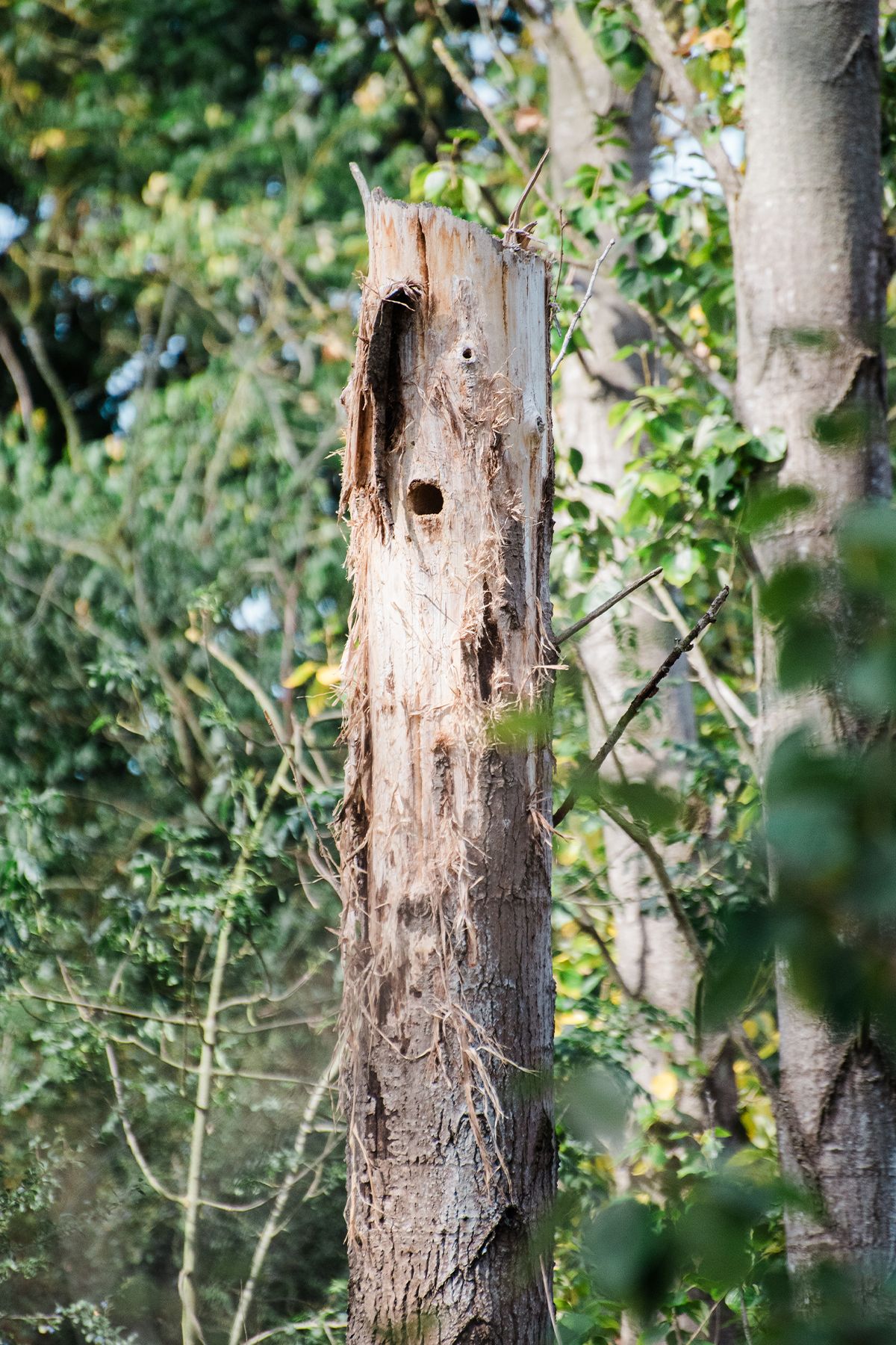 A weathered, hollow hybrid black poplar tree stump with bark stripped away stands in a lush green forest setting.