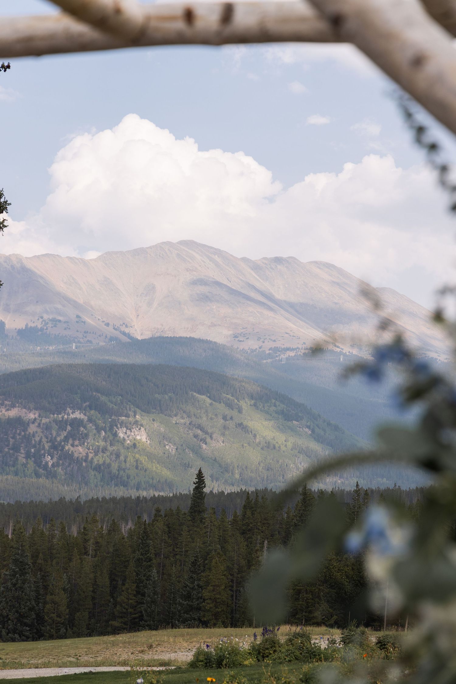 Mountain landscape framed by birch branches with evergreen forest and dramatic peaks under a partly cloudy sky.
