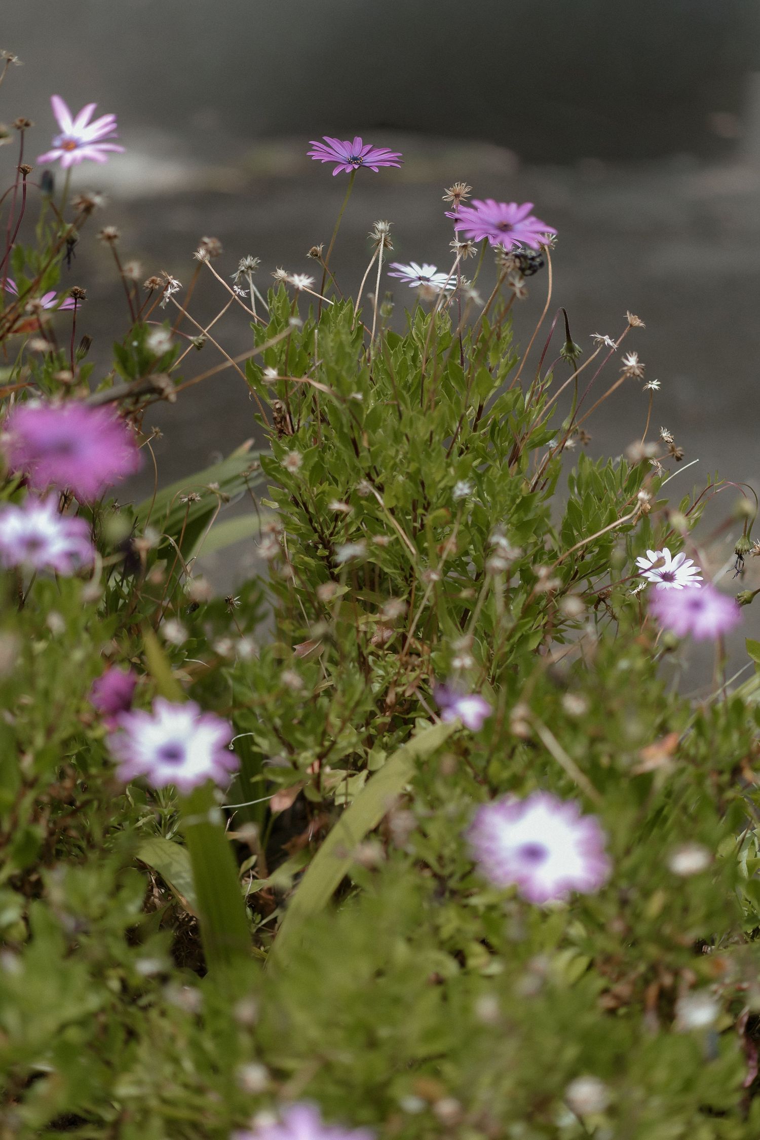 Purple and white daisy wildflowers blooming among green stems with a soft blurred gray background.