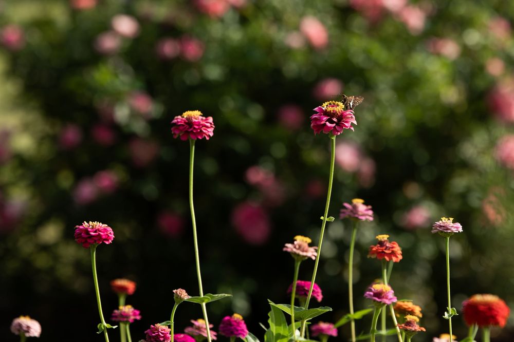 Vibrant pink and orange zinnia flowers blooming on tall stems in a lush garden with a soft green bokeh background.