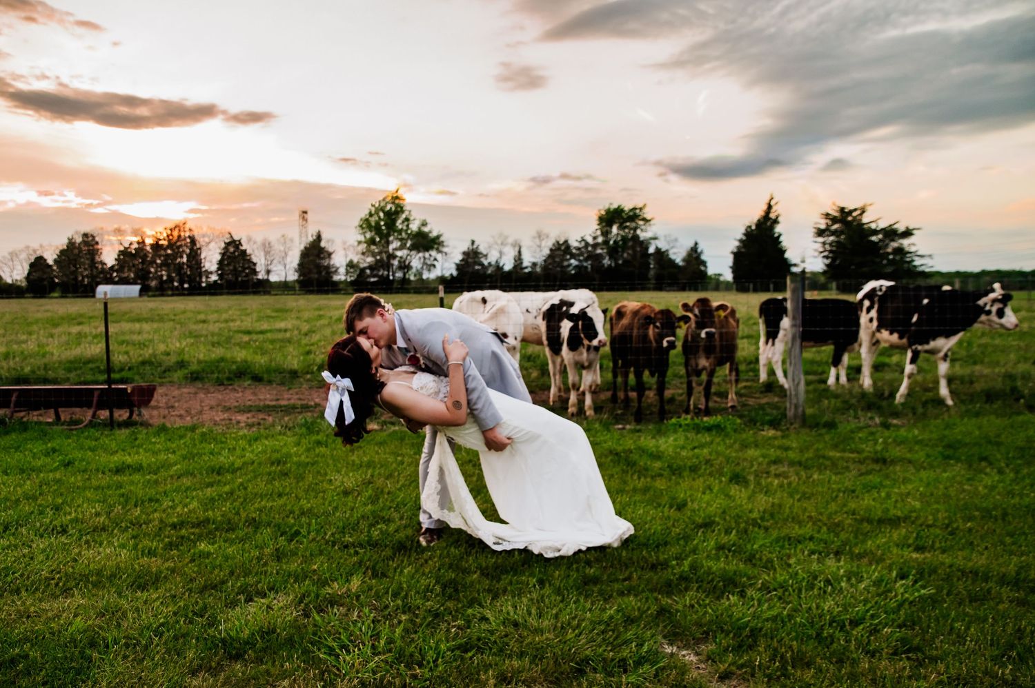 Bride and groom share a romantic dip kiss in a green field at sunset with cows watching in the background.