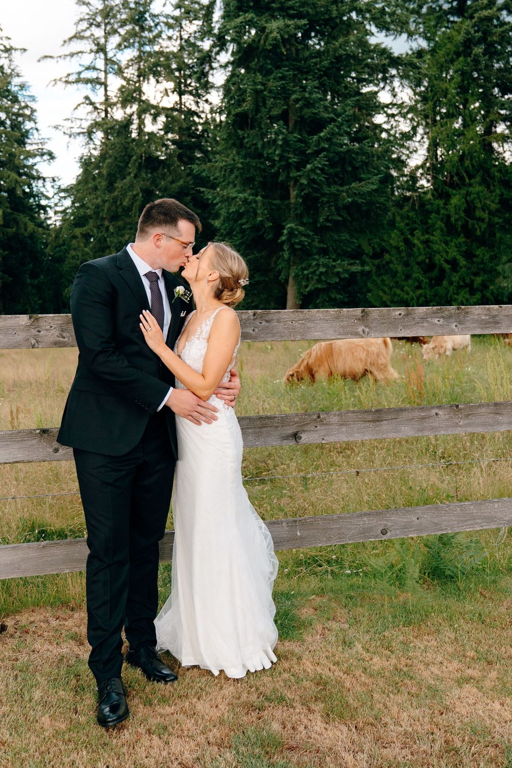 Bride and groom share a kiss in front of a rustic wooden fence with a Highland cow grazing in the background.