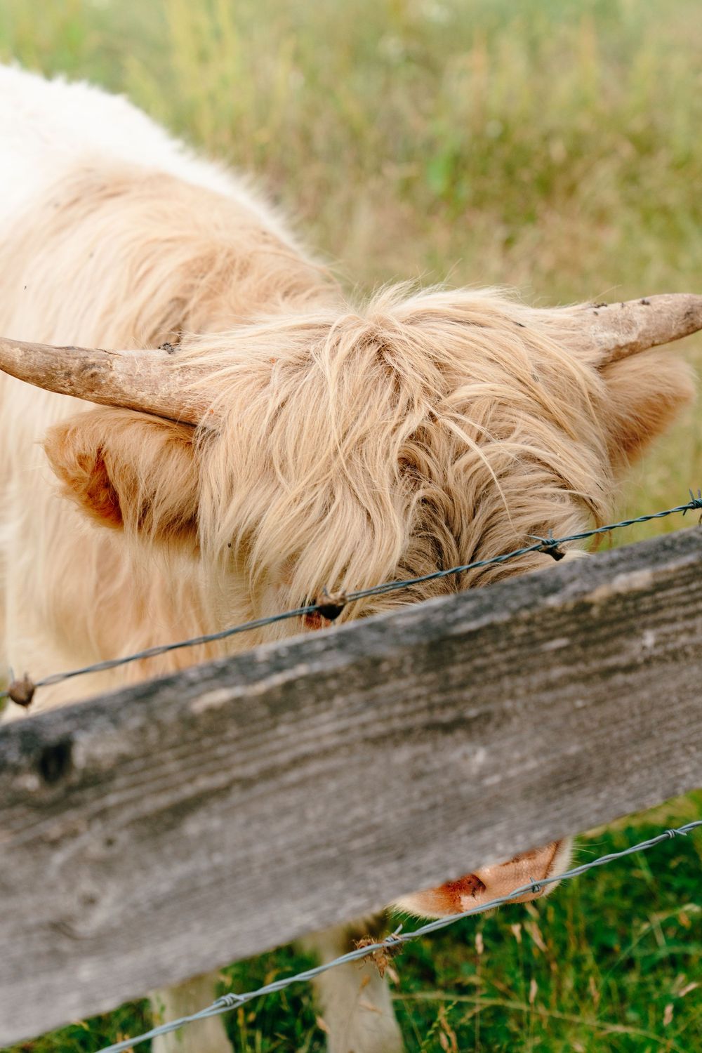 A fluffy Highland cow with long horns peers over a wooden fence with barbed wire in a green pasture.