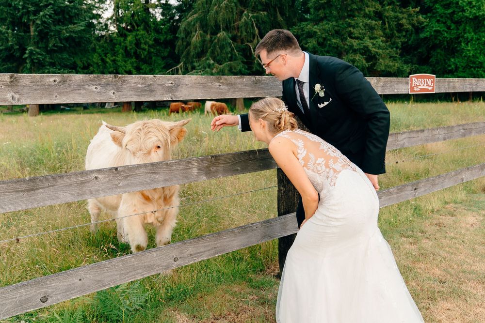 Bride and groom in wedding attire feeding a fluffy Highland cow through a wooden fence at an outdoor farm venue.