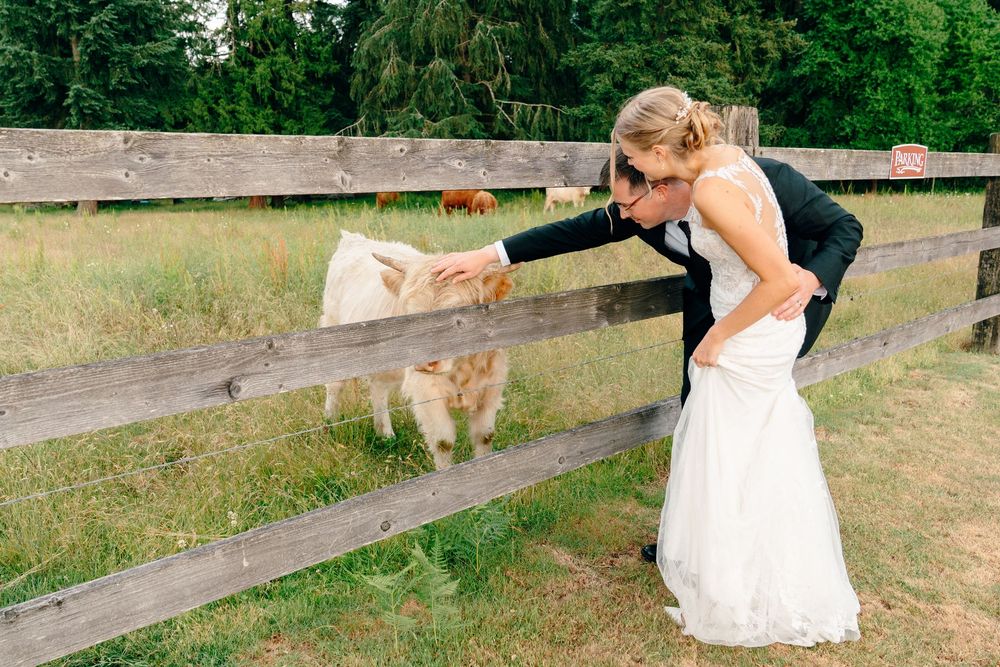Bride and groom in wedding attire feeding small goats through a wooden fence at a farm on their wedding day.