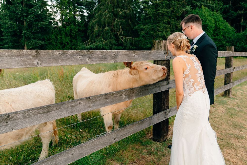 Bride and groom in wedding attire feeding white cows through a rustic wooden fence at an outdoor farm venue.
