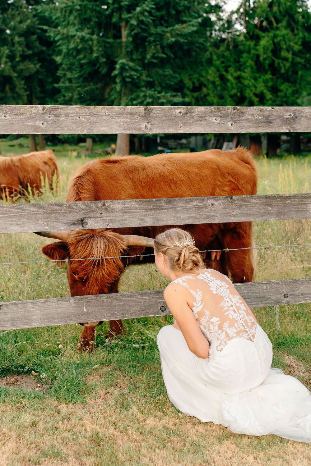Bride in white lace dress kneeling by wooden fence, petting a fluffy brown Highland cow on a green farm.