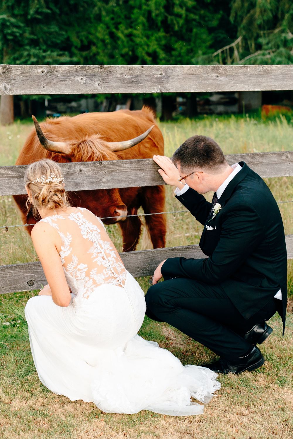 Bride and groom in wedding attire kneel by a wooden fence petting a fluffy Highland cow on a farm.