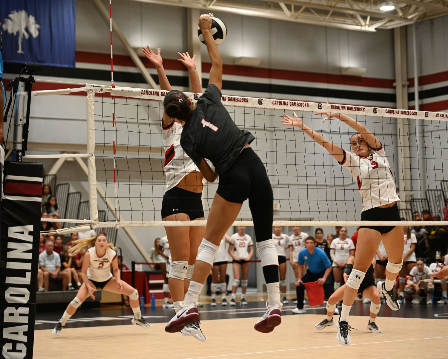 Volleyball attacker in black jumps to spike the ball over two blockers in white.