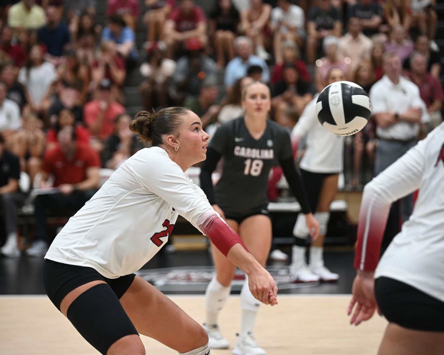 South Carolina volleyball player bends low to receive the ball with a forearm pass.