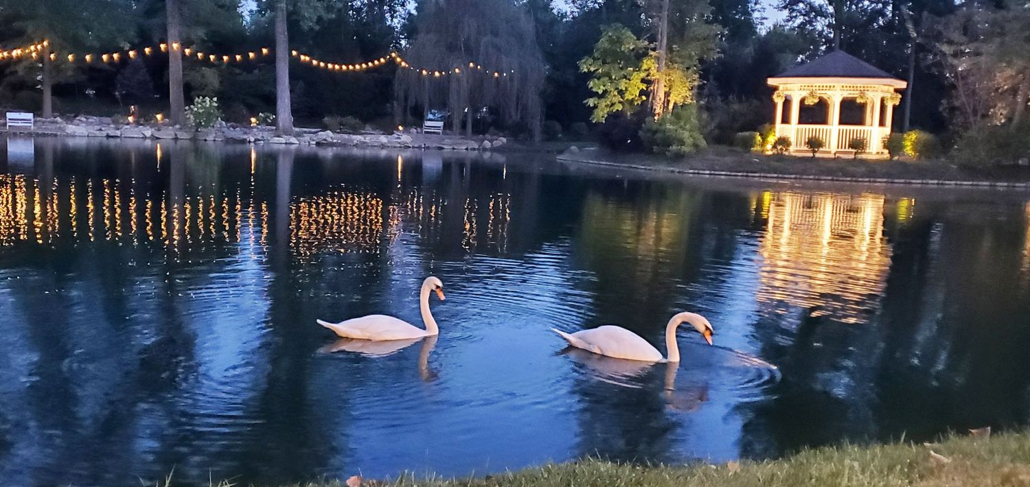 Two graceful swans swimming in Swan Lake Event Center Wedding Venue