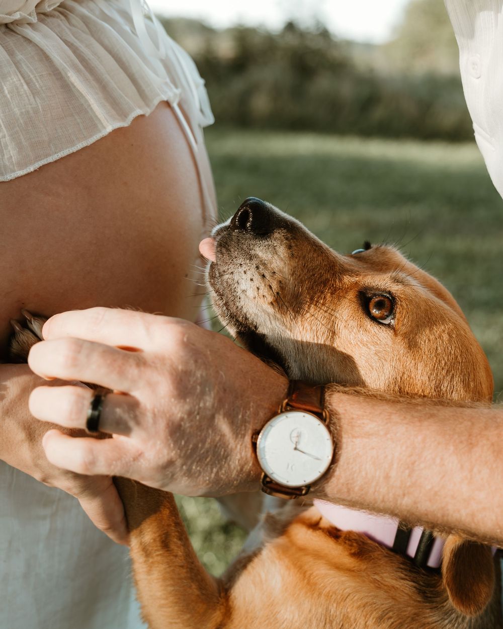 A dog nuzzles a person's hand wearing a wooden watch outdoors during a maternity photo session.