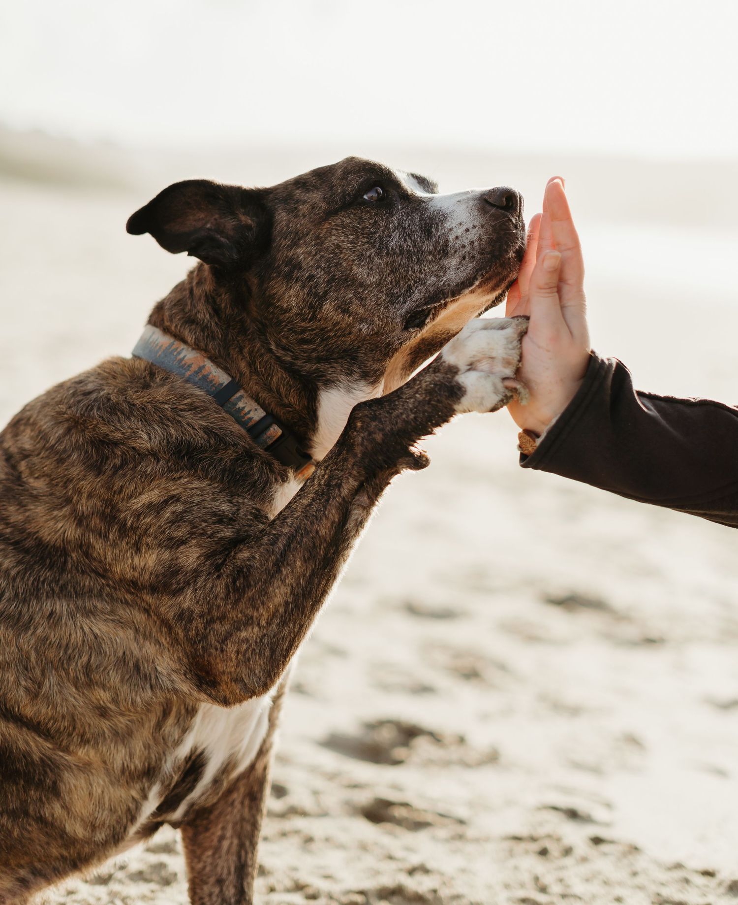 A brindle dog gives a high-five to a person's hand on a sandy beach while wearing a gray collar.