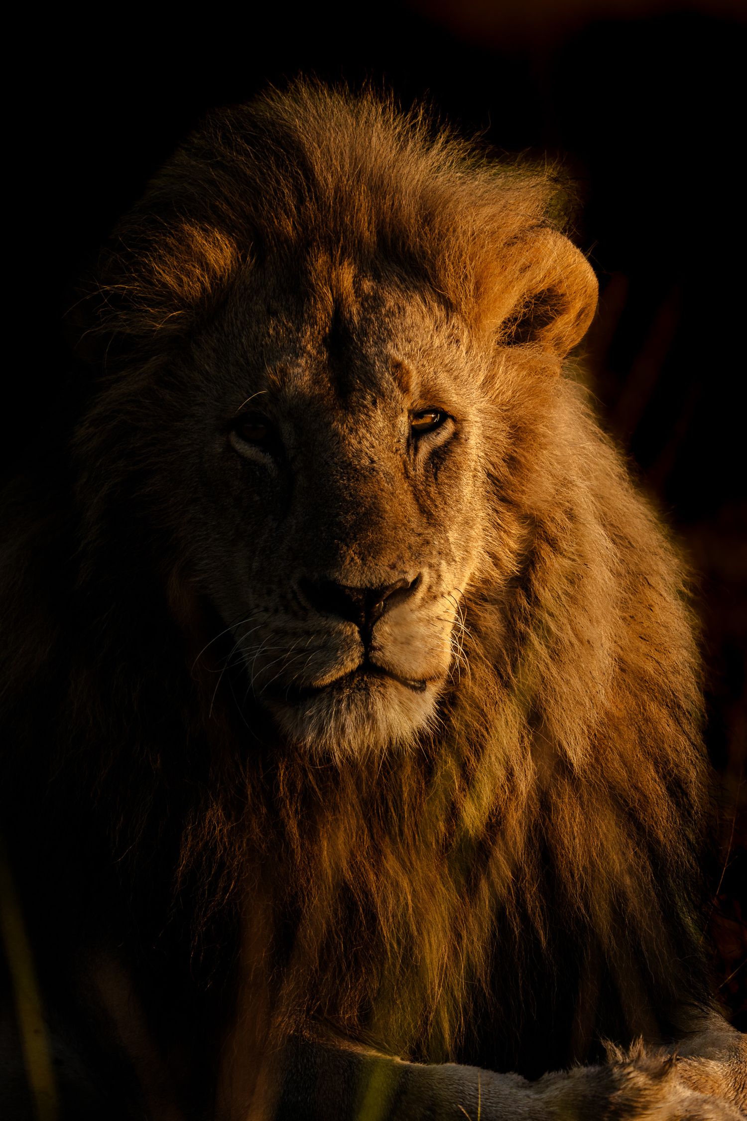 A majestic male lion with a golden mane illuminated by warm sunlight against a dark background.