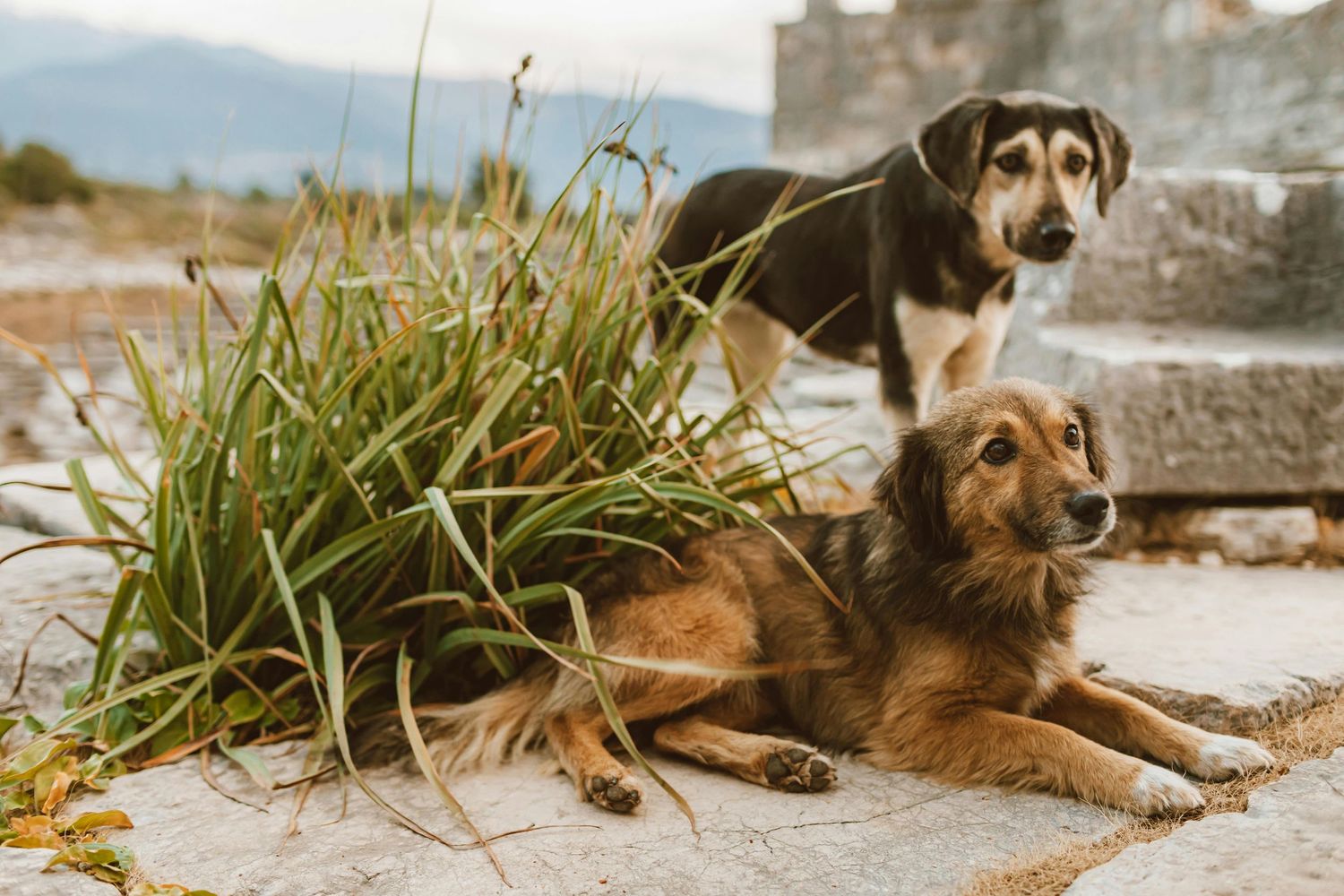 Two dogs resting outdoors near wild grass on stone ruins with mountains in the background.