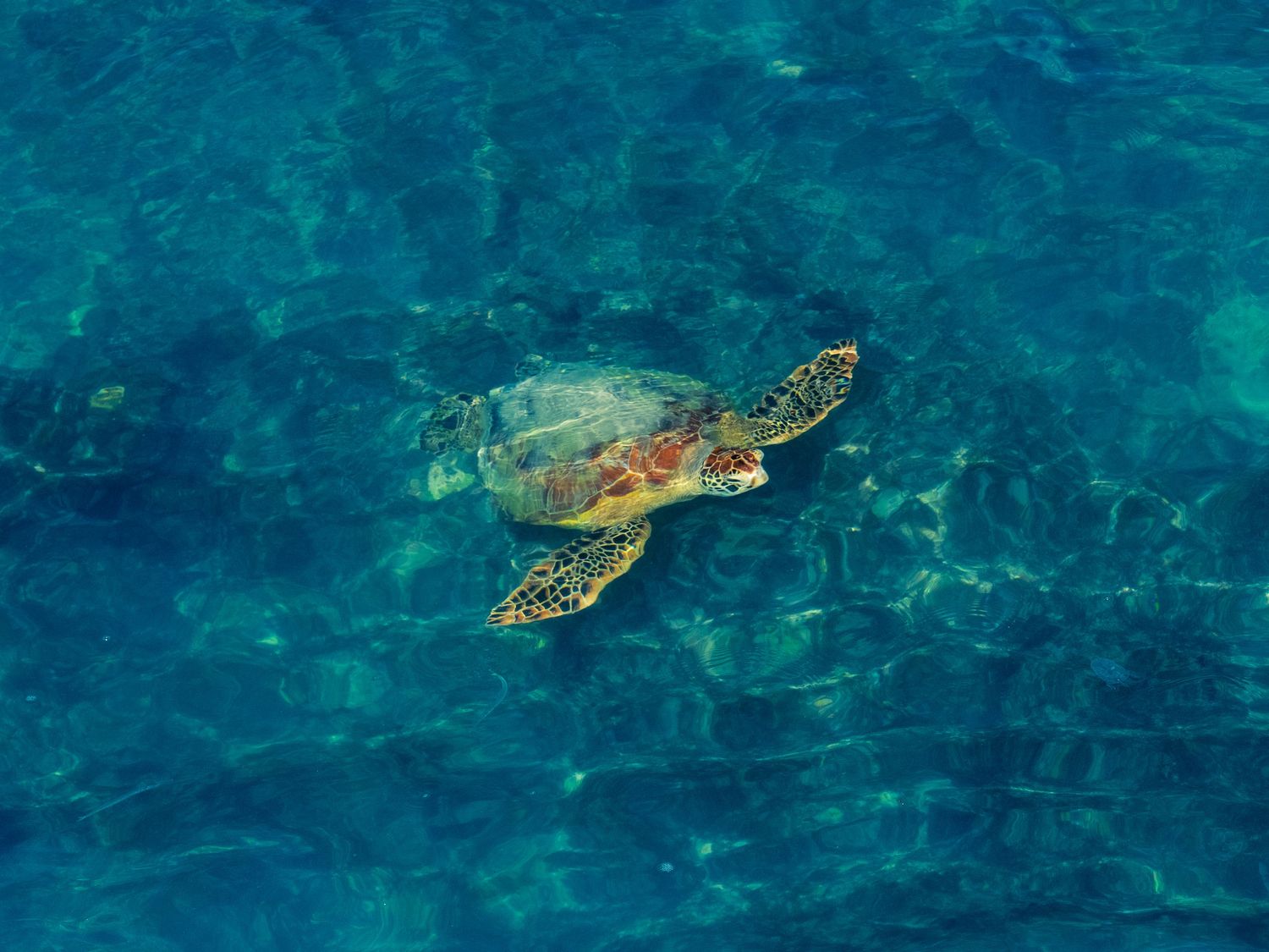 A green sea turtle glides just beneath the surface of clear turquoise water off Waikiki, Hawaii, sandy reef visible on the seafloor below.