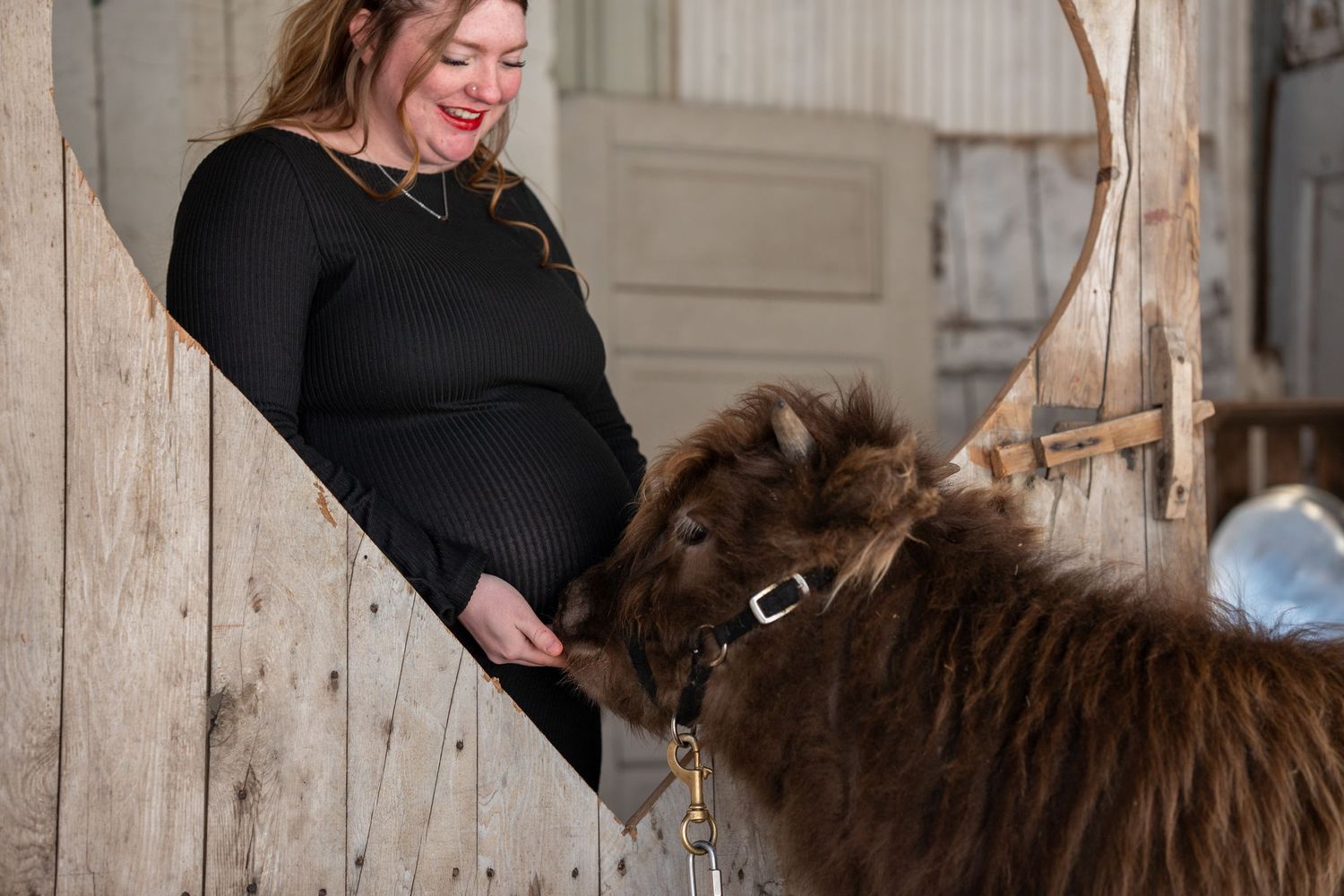 Pregnant woman in black top smiling while feeding a fluffy brown alpaca inside a rustic barn.