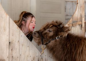 Young woman with red lips kissing a fluffy Highland calf over a wooden stable fence.